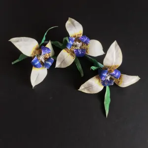 White Iris flower