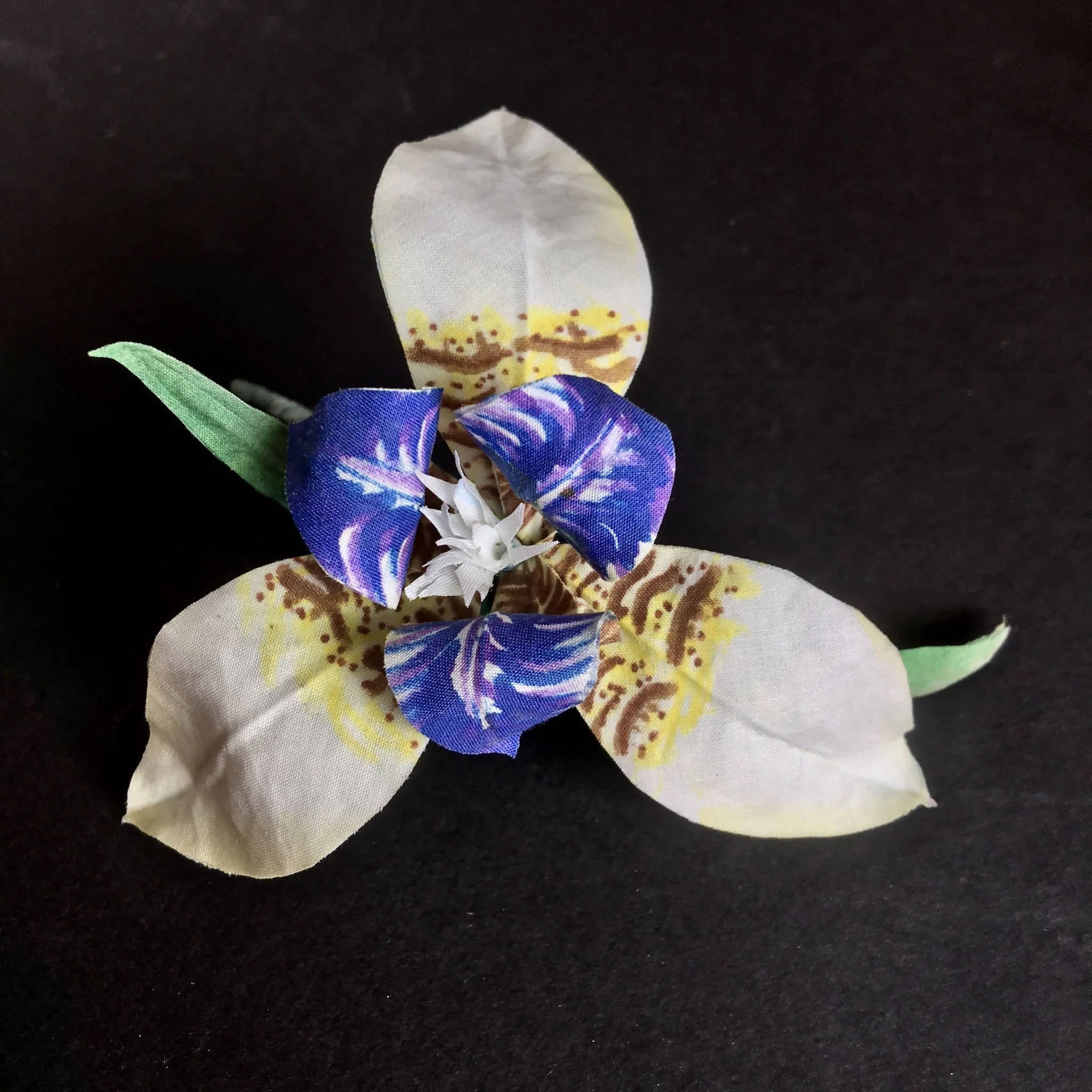 White Iris flower