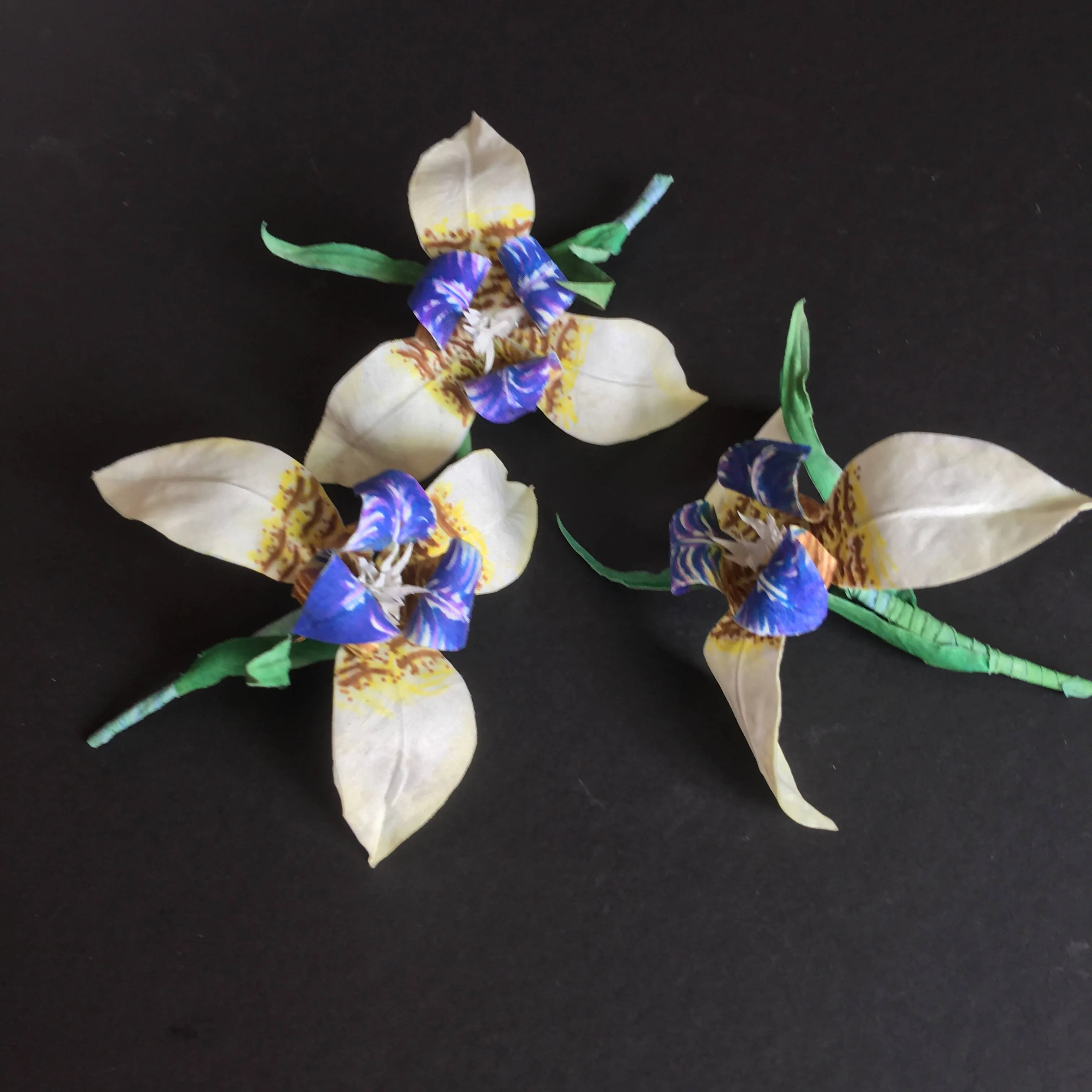 White Iris flower